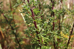 Artemisia campestris maritima