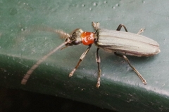 Oedemera croceicollis