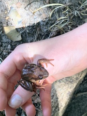 Rana temporaria