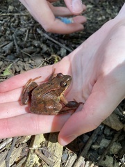 Rana temporaria