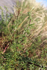 Artemisia campestris maritima