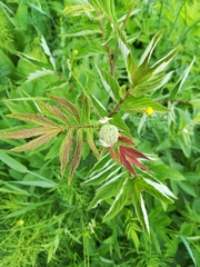 Filipendula ulmaria