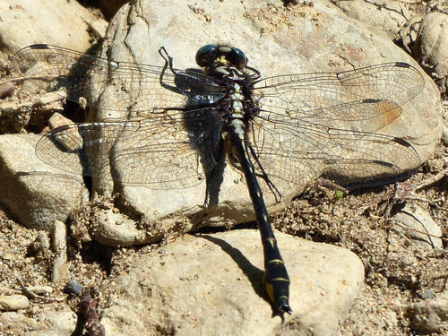 Rapids Clubtail photo 4
