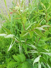 Filipendula ulmaria