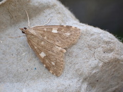 Udea olivalis