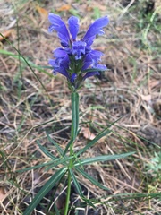 Dracocephalum ruyschiana