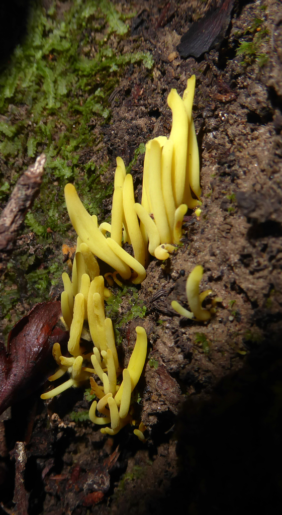 Clavulinopsis antillarum