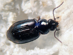Bembidion biguttatum