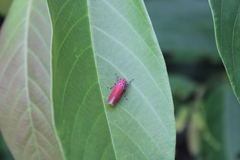 Bothrogonia indistincta