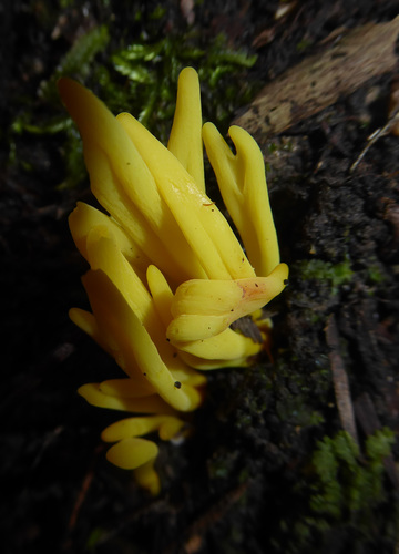 Clavulinopsis antillarum image