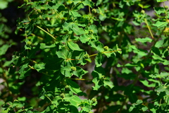Euphorbia insularis