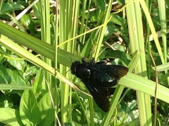 Xylocopa nasalis