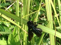 Xylocopa nasalis