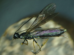 Calameuta pallipes