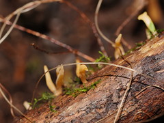 Calocera fusca