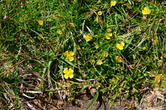 Potentilla anglica