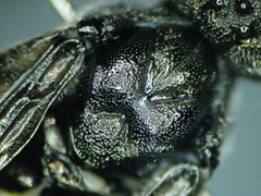 Dolerus bimaculatus