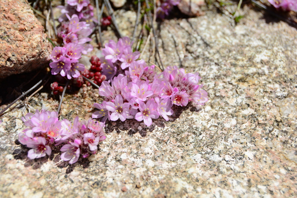 Armeria multiceps