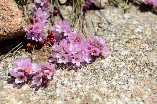 Many-headed thrift (Armeria multiceps)