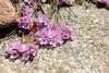 Armeria multiceps - Photo (c) David Renoult, some rights reserved (CC BY-NC), uploaded by David Renoult