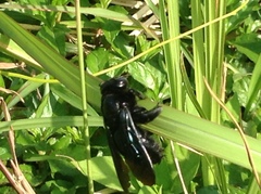 Xylocopa nasalis