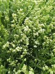 Galium album