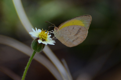 Eurema herla