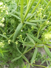 Galium album