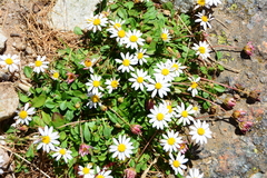 Bellium bellidioides