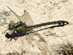 Gomphurus lineatifrons