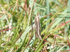 Crambus cyrnellus