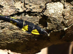 Gomphurus lineatifrons