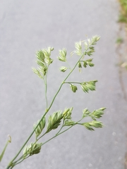 Dactylis glomerata