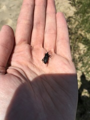 Sphenophorus pertinax