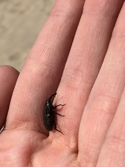 Sphenophorus pertinax