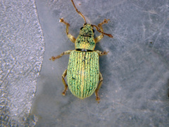 Phyllobius roboretanus