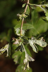 Podosphaera clandestina