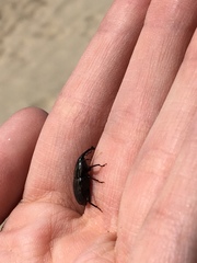 Sphenophorus pertinax