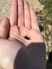 Sphenophorus pertinax