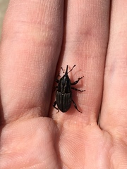 Sphenophorus pertinax