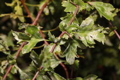 Podosphaera clandestina