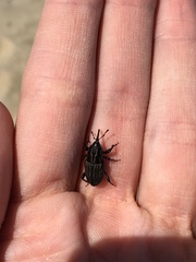 Sphenophorus pertinax