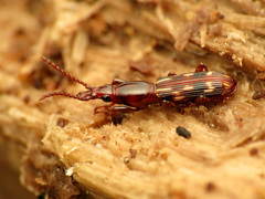 Arrhenodes minutus