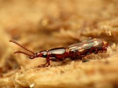 Arrhenodes minutus