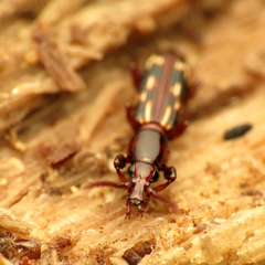 Arrhenodes minutus