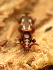 Arrhenodes minutus