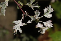 Podosphaera clandestina