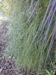 Carmichaelia australis