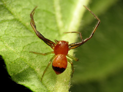 Synema parvulum