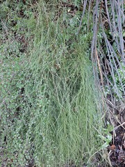 Carmichaelia australis